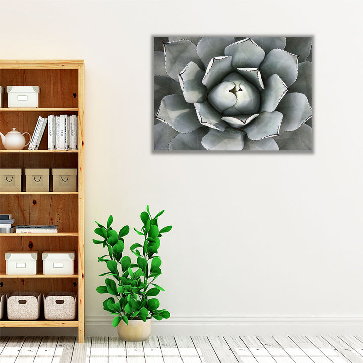Agave Plant - Canvas Print Wall Art