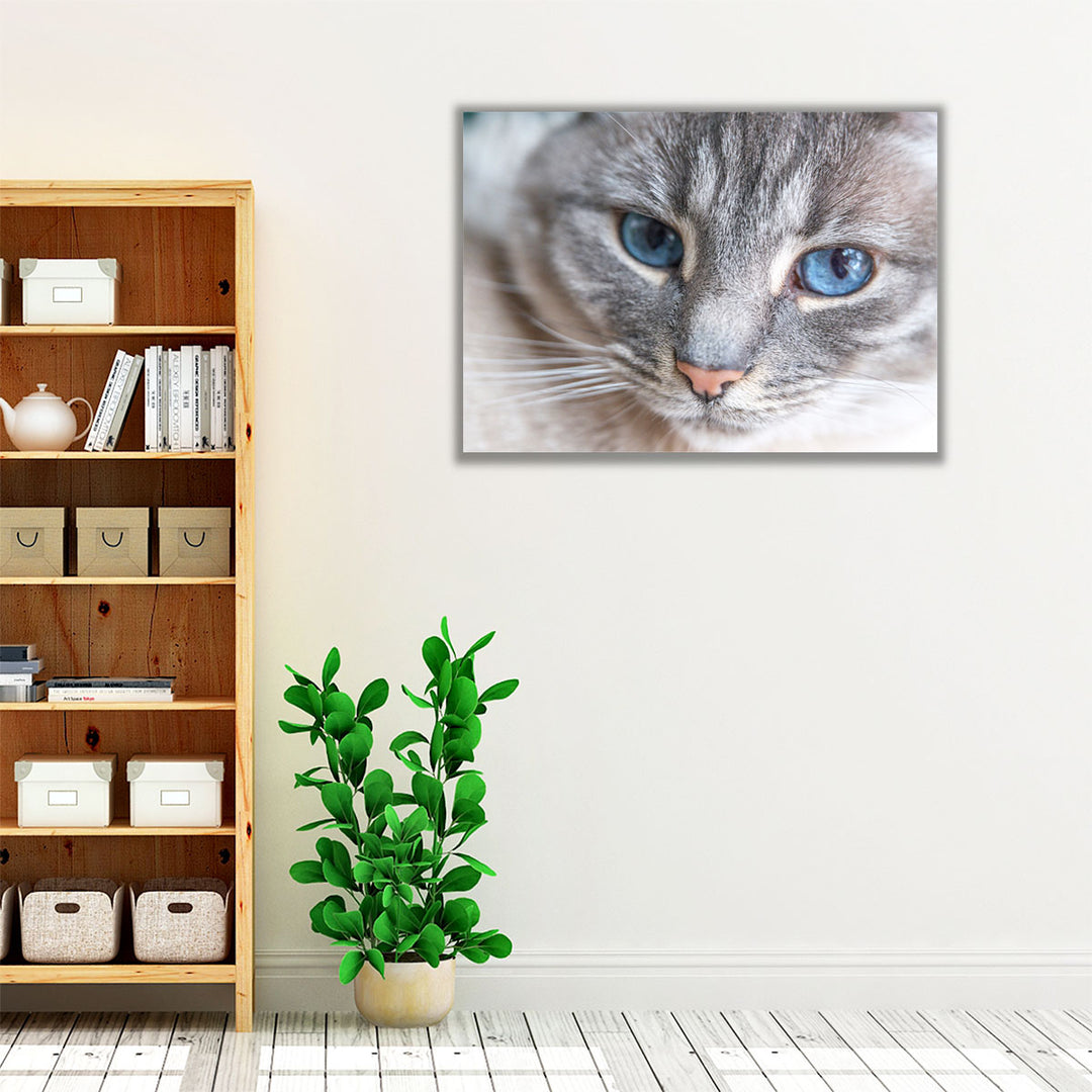 Cat Face Close Up - Canvas Print Wall Art