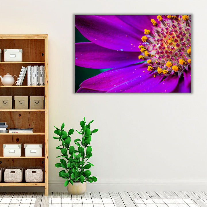 African Daisy Close-up - Canvas Print Wall Art