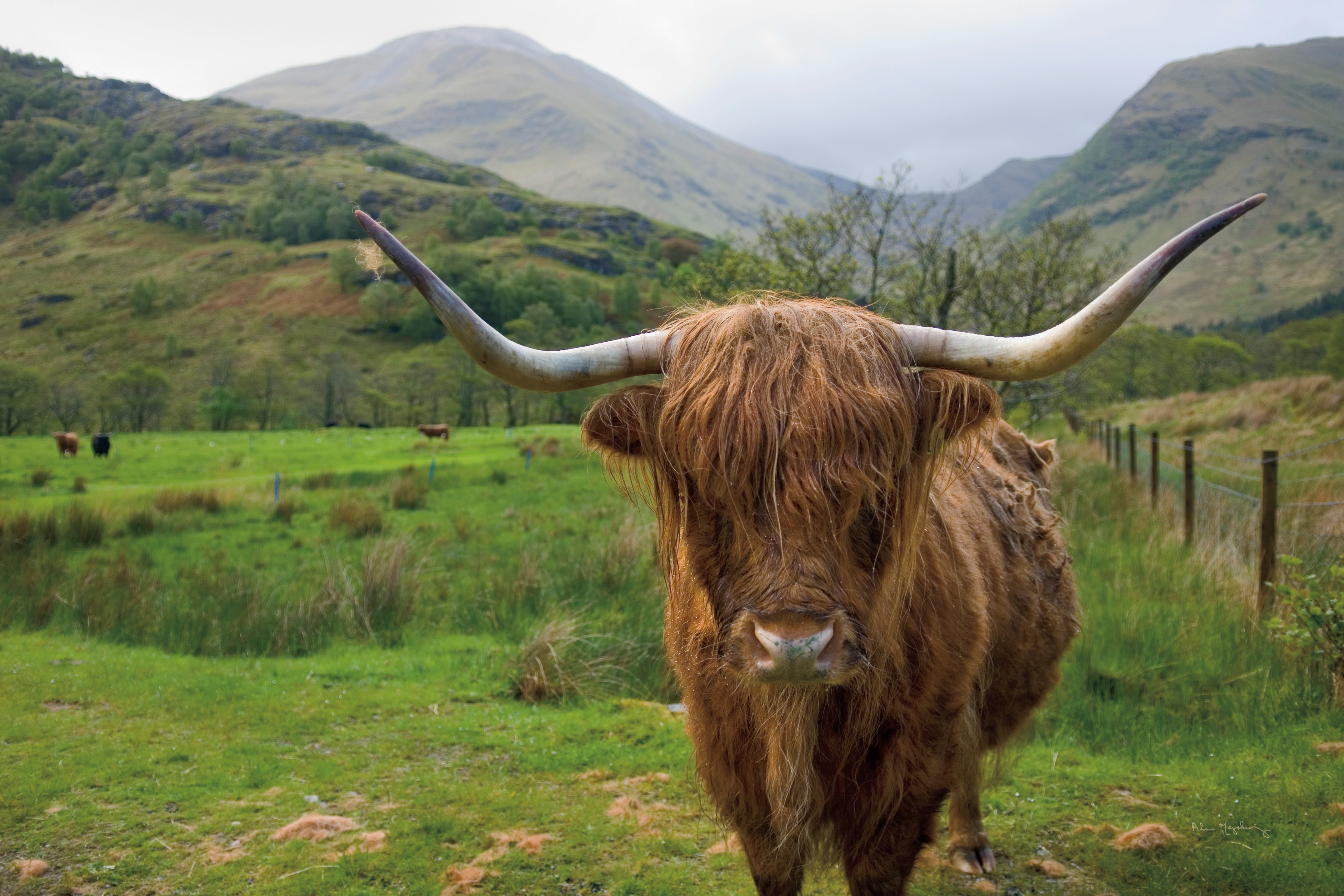Highland Cow Decor | Rustic Charm for Your Home – Framed Flair