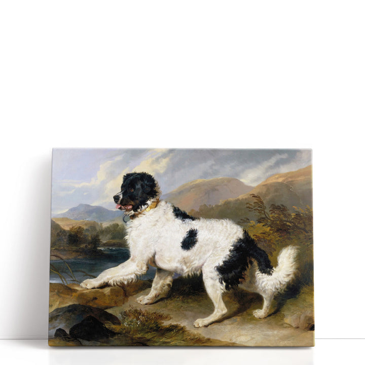 A Newfoundland Dog, 1824 - Canvas Print Wall Art