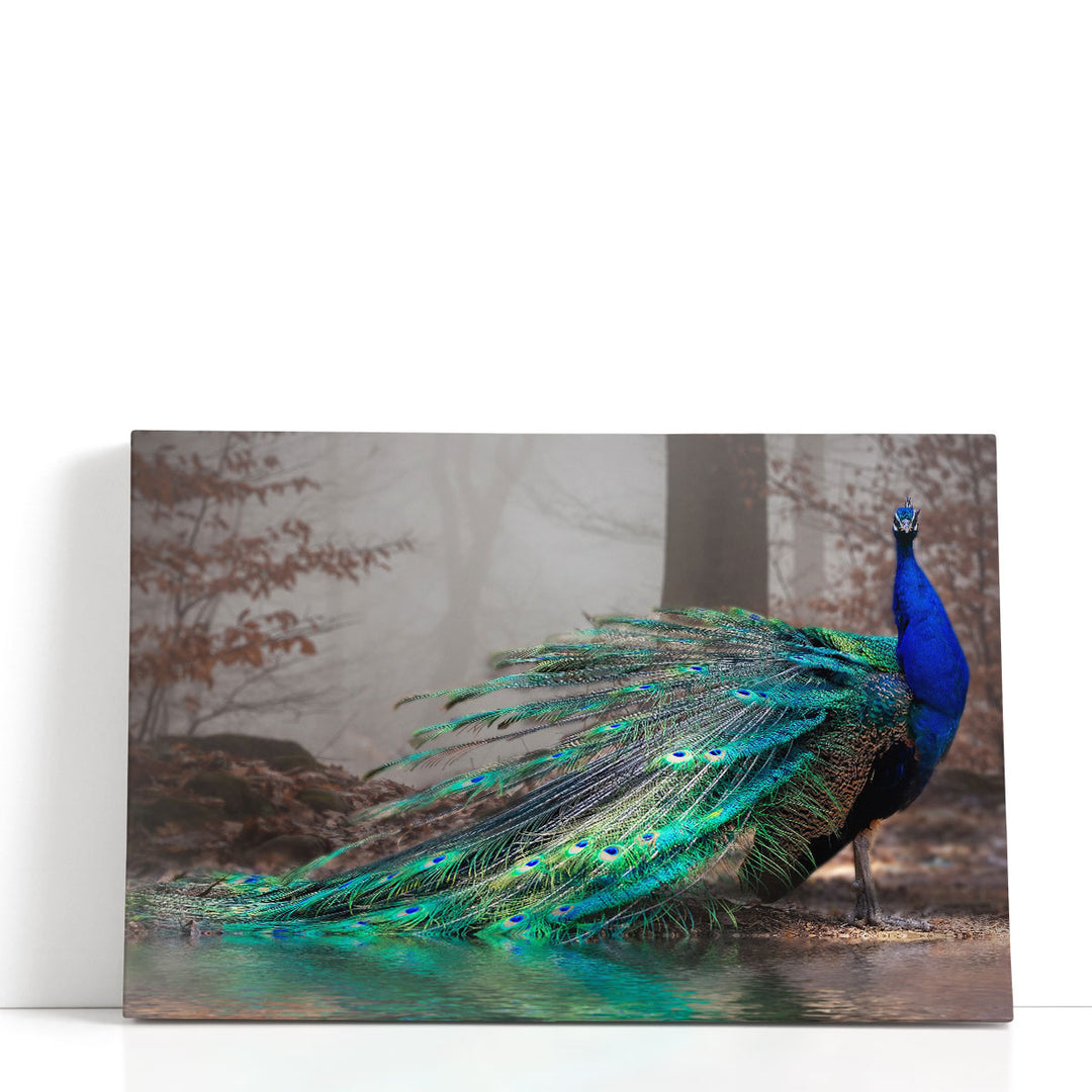 A Beautiful Peacock at a Lakeshore - Canvas Print Wall Art