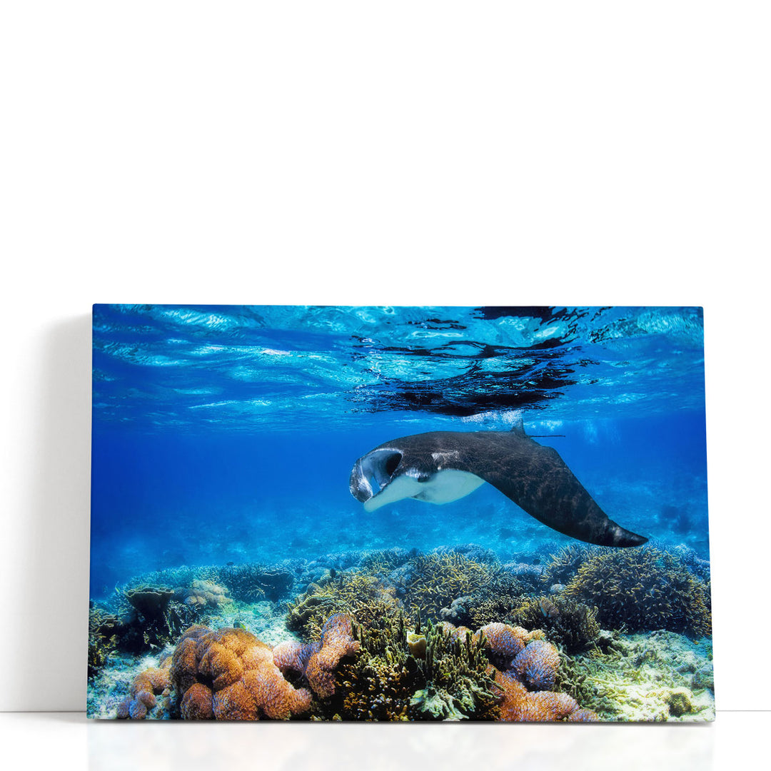 Manta Ray Filter Feeding Above a Coral Reef - Canvas Print Wall Art