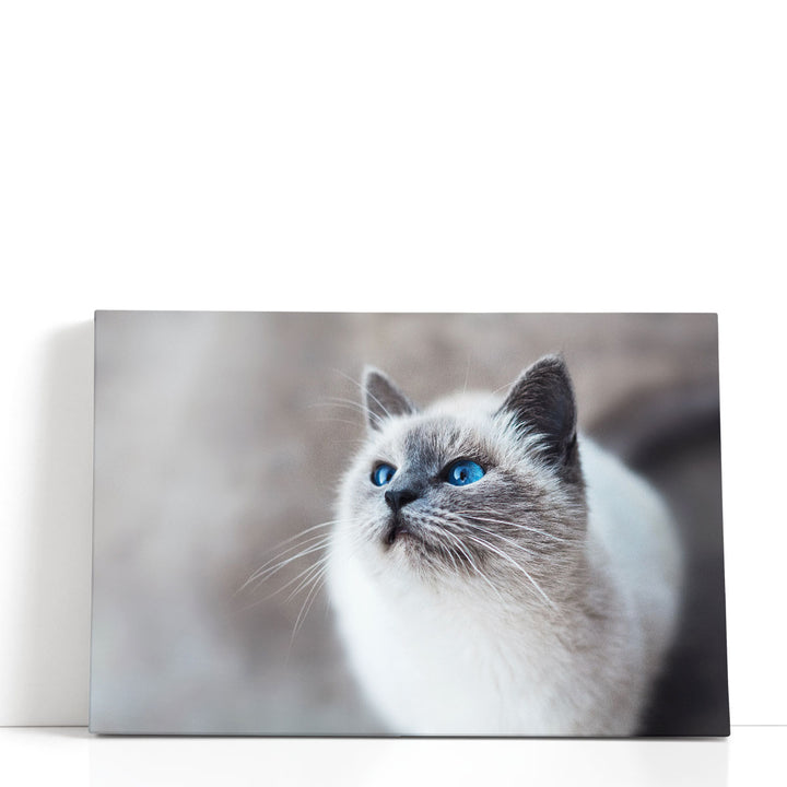 White Ragdoll Cat - Canvas Print Wall Art