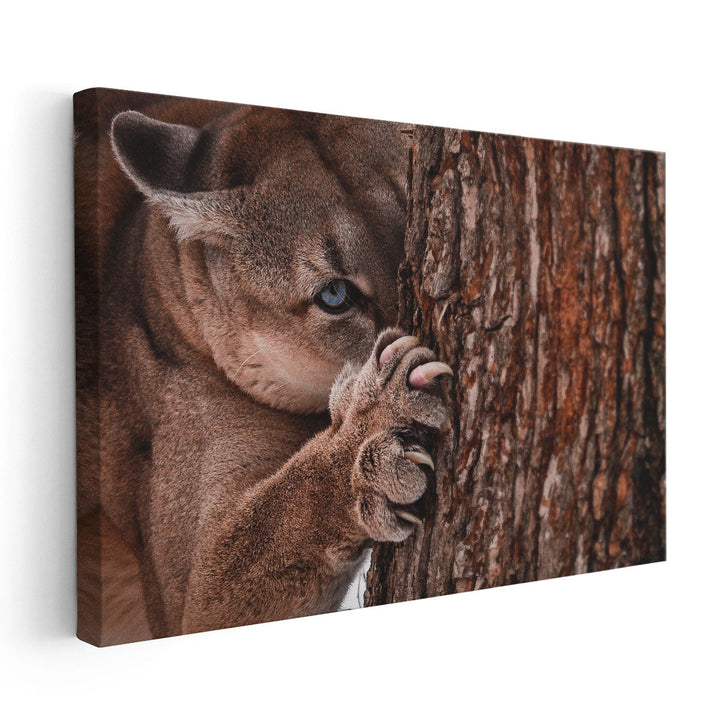 Canadian Cougar Preparing for a Hunt - Canvas Print Wall Art