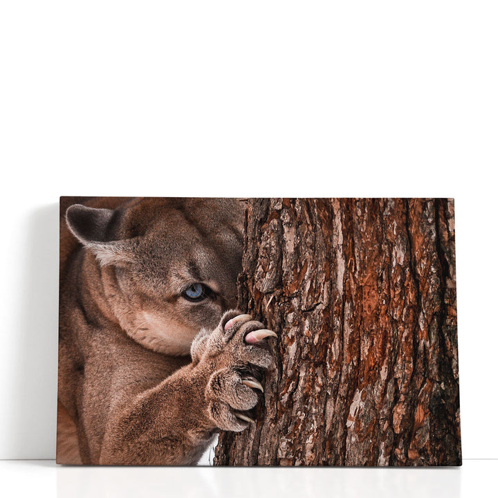 Canadian Cougar Preparing for a Hunt - Canvas Print Wall Art