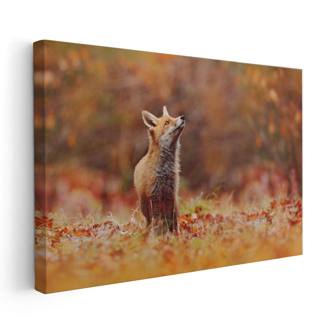 Cute Red Fox in Fall Forest - Canvas Print Wall Art