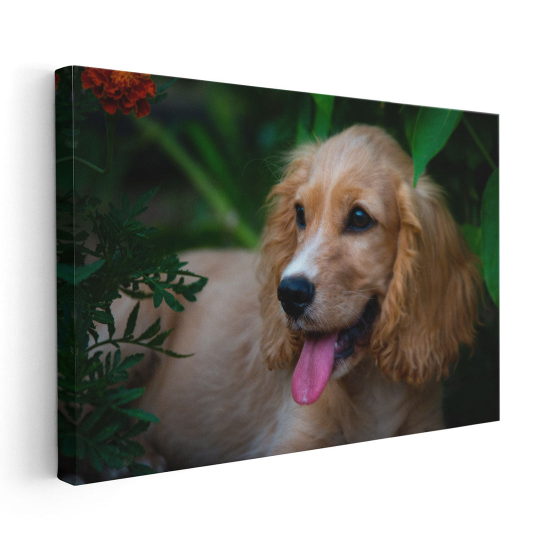 A Happy Cocker Spaniel - Canvas Print Wall Art