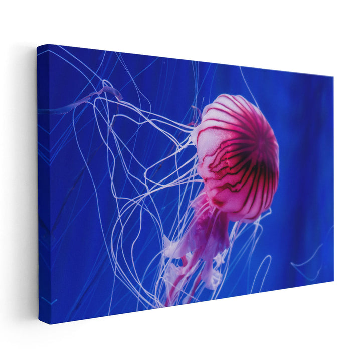 Beautiful Jellyfish Close-up - Canvas Print Wall Art