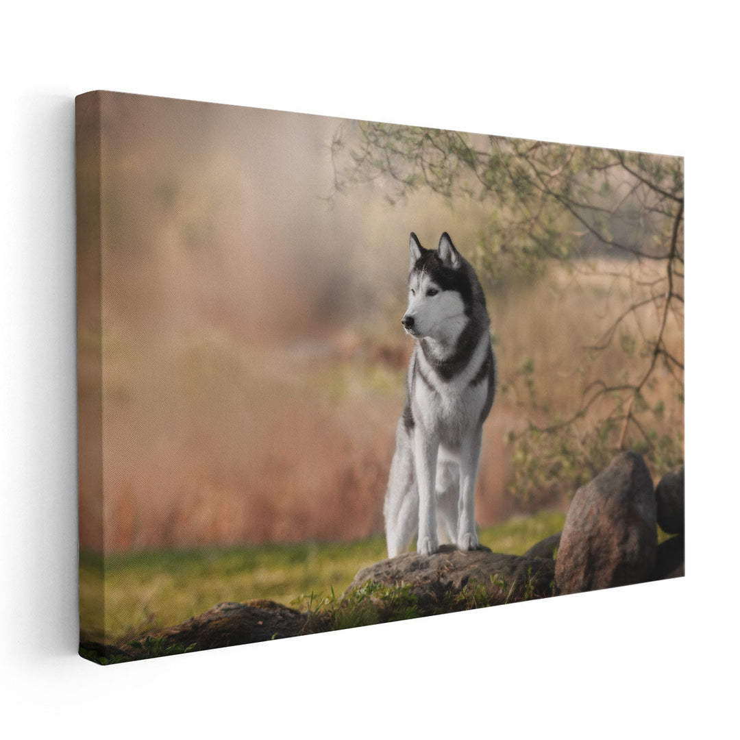 Beautiful Siberian Husky in Nature - Canvas Print Wall Art