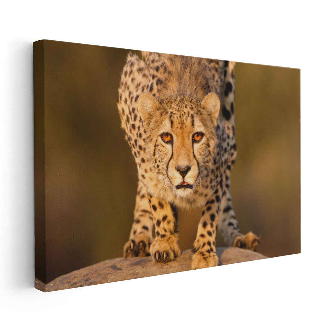 Cheetah Crouching on a Rock - Canvas Print Wall Art