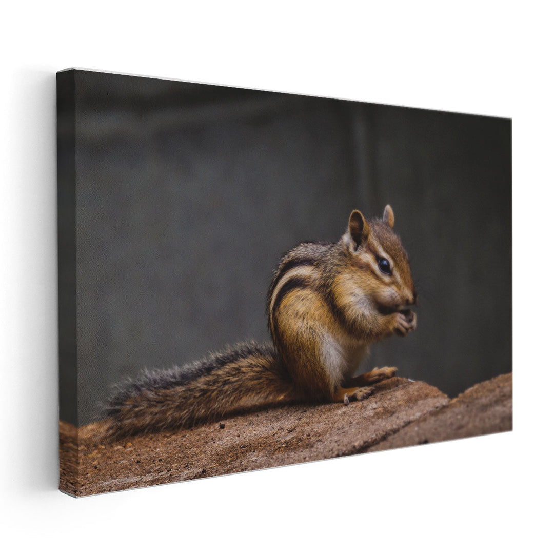 Chipmunk With Stone in His Cute Hands - Canvas Print Wall Art