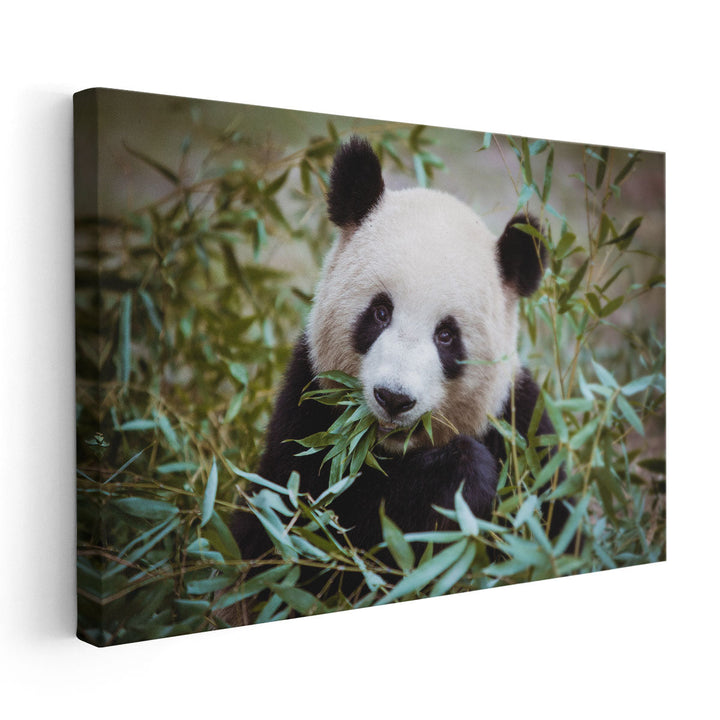 Giant Panda During His Lunch - Canvas Print Wall Art