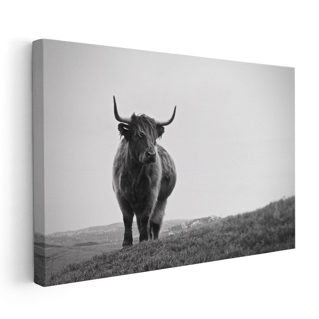 Highland Cow - Black and White - Canvas Print Wall Art