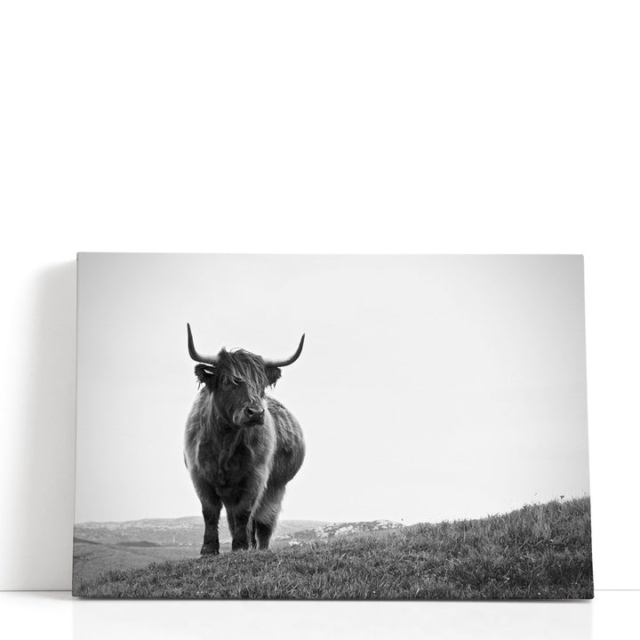 Highland Cow - Black and White - Canvas Print Wall Art