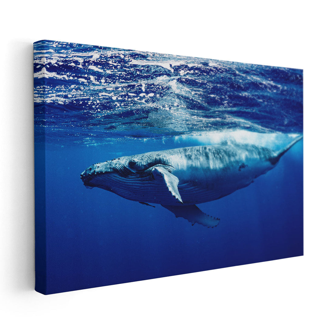 Humpback Whale - Canvas Print Wall Art