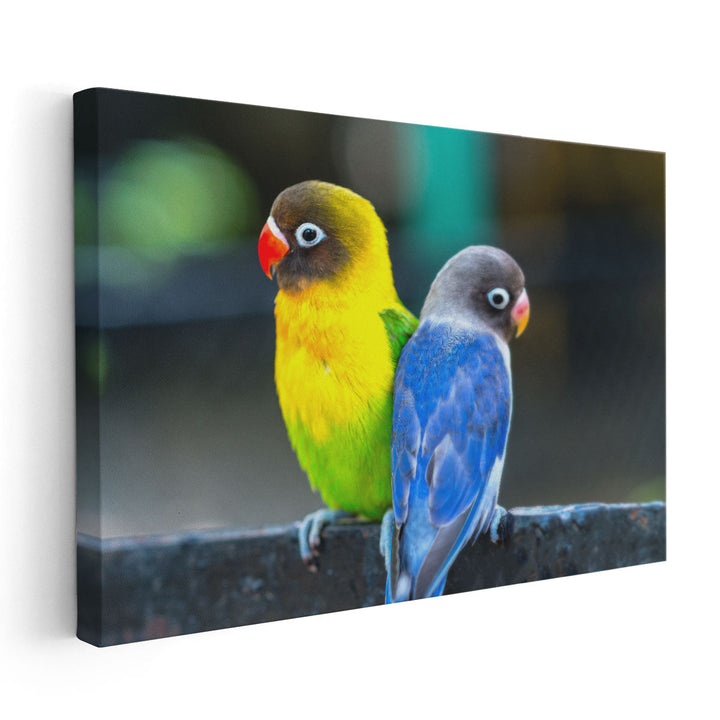 Lovebird Parrots Sitting Together - Canvas Print Wall Art