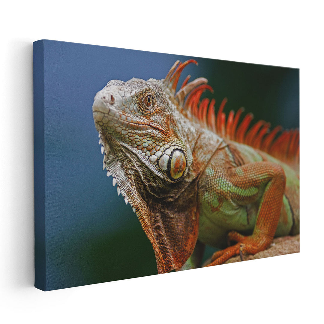 Red Crested Iguana - Canvas Print Wall Art