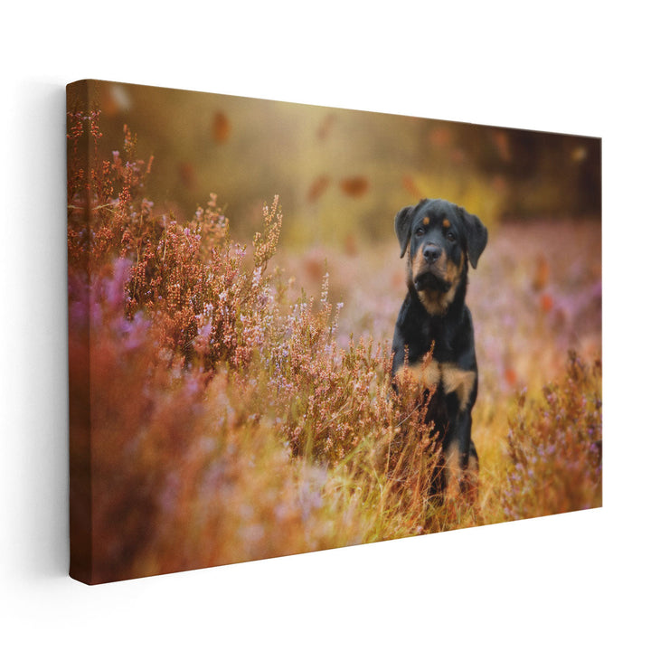 Rottweiler Puppy in Nature - Canvas Print Wall Art