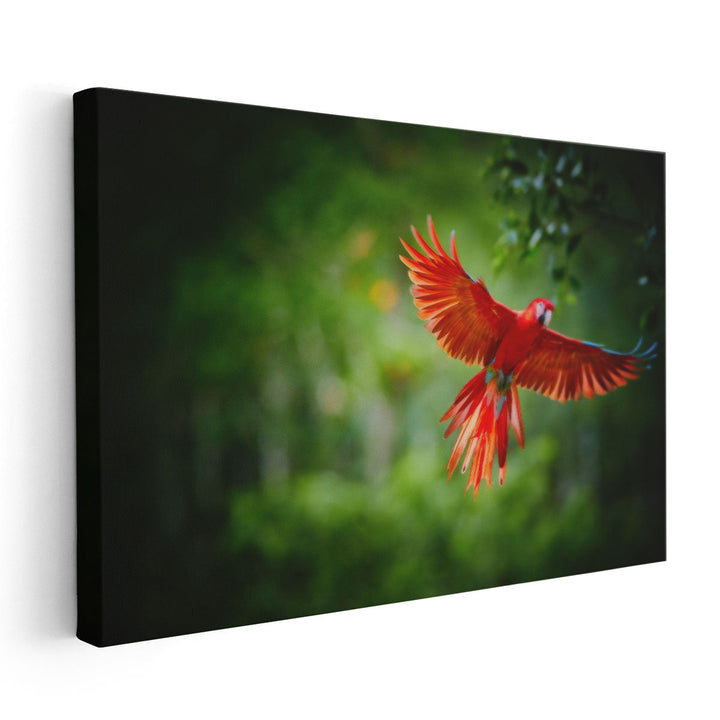 Scarlet Macaw Parrot - Canvas Print Wall Art