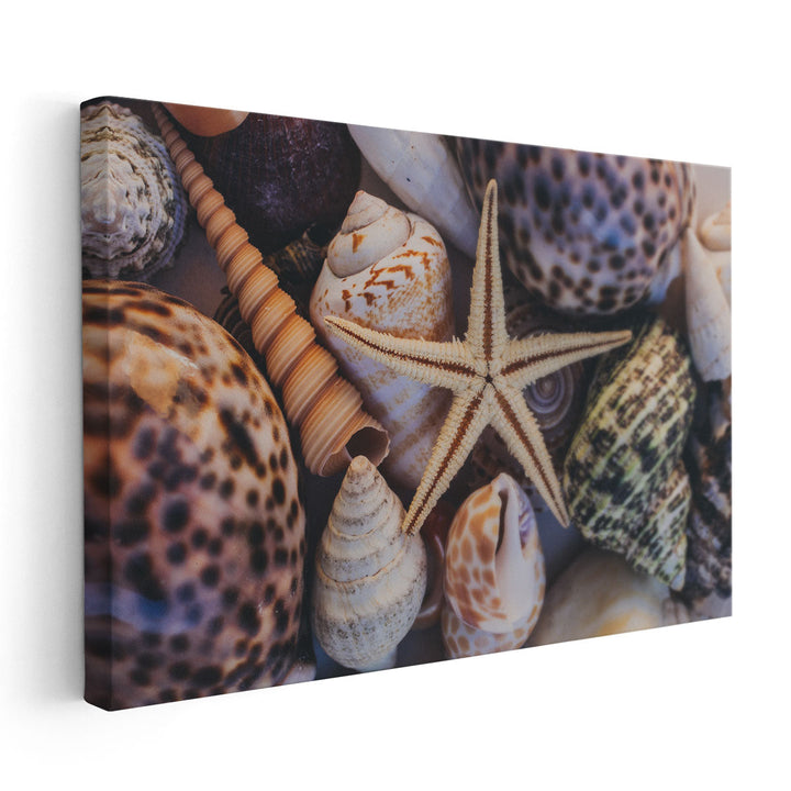 Seashells and Starfish - Canvas Print Wall Art