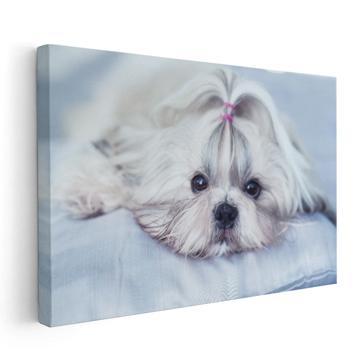 Shih Tzu Dog Lying on Bed - Canvas Print Wall Art