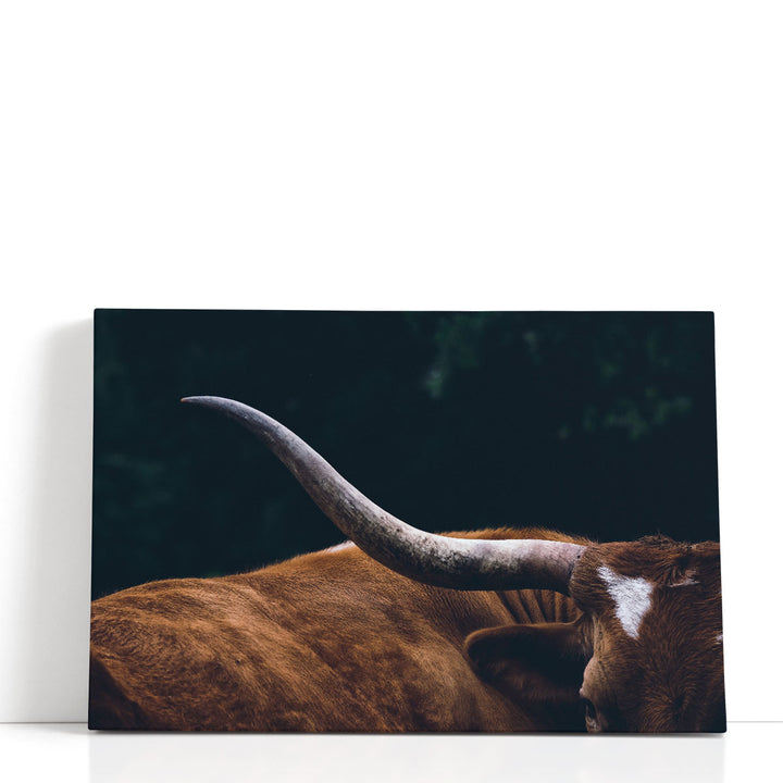 Texas Longhorn Cow Close Up - Canvas Print Wall Art