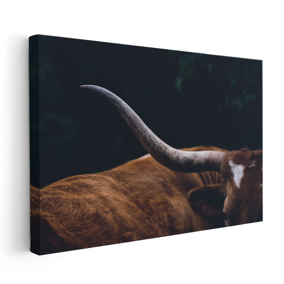 Texas Longhorn Cow Close Up - Canvas Print Wall Art