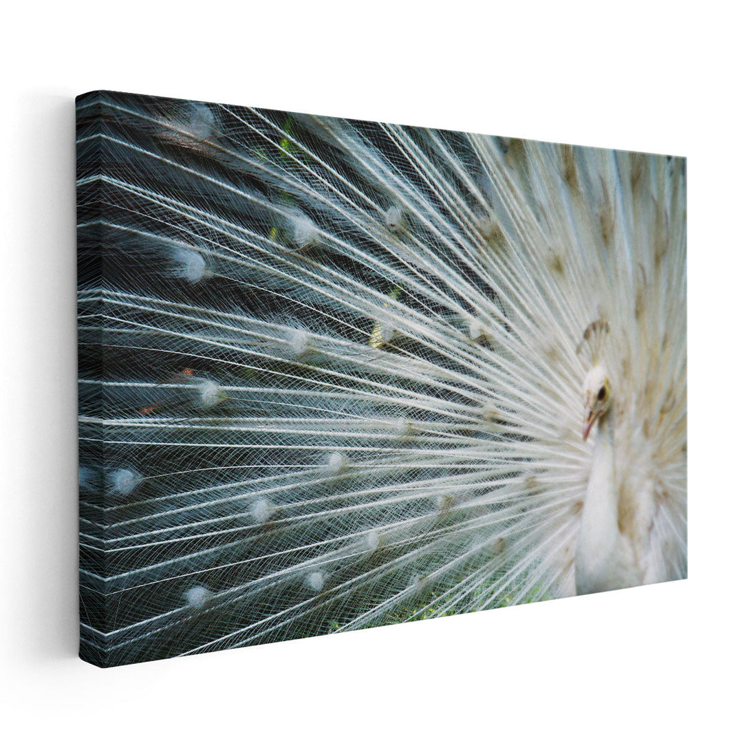 White Peacock - Canvas Print Wall Art