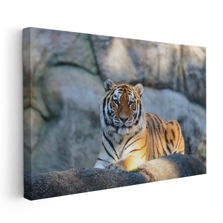 A Tiger During Sunny Day - Canvas Print Wall Art