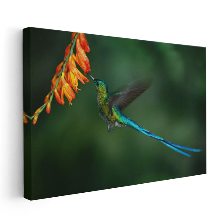 Hummingbird with Long Blue Tail Feeding - Canvas Print Wall Art