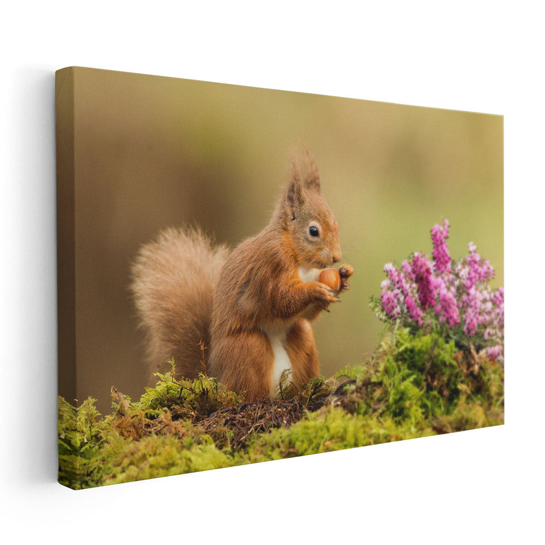 Red Squirrel Playing Around Heather And Moss - Canvas Print Wall Art