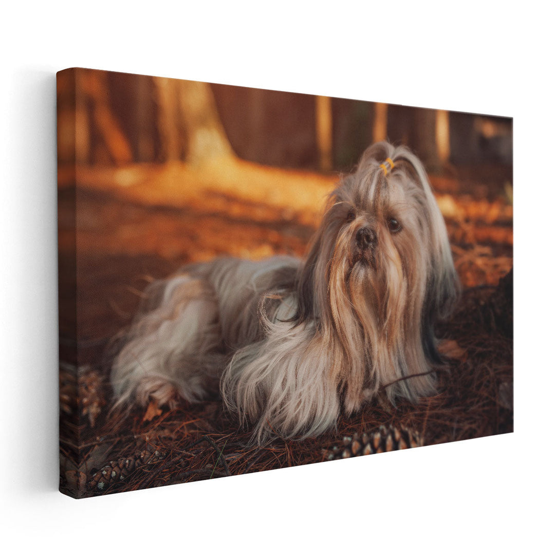 Shih Tzu Dog Resting in Forest at Sunset - Canvas Print Wall Art