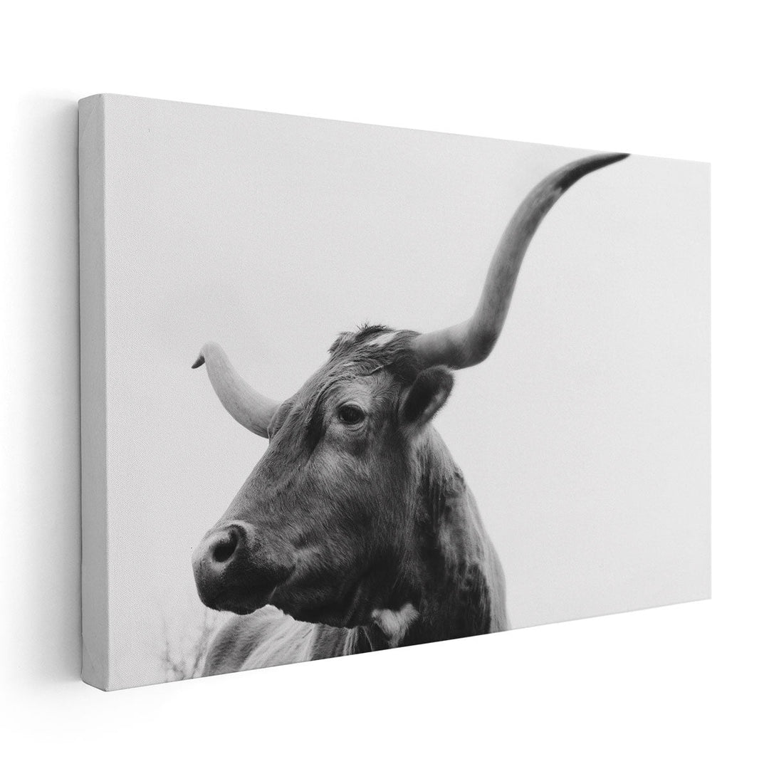 Texas Longhorn Cow Close Up on White Background - Canvas Print Wall Art