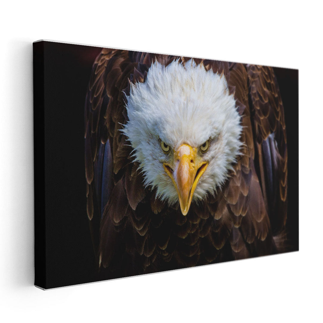 An Angry American Eagle on Black Background - Canvas Print Wall Art