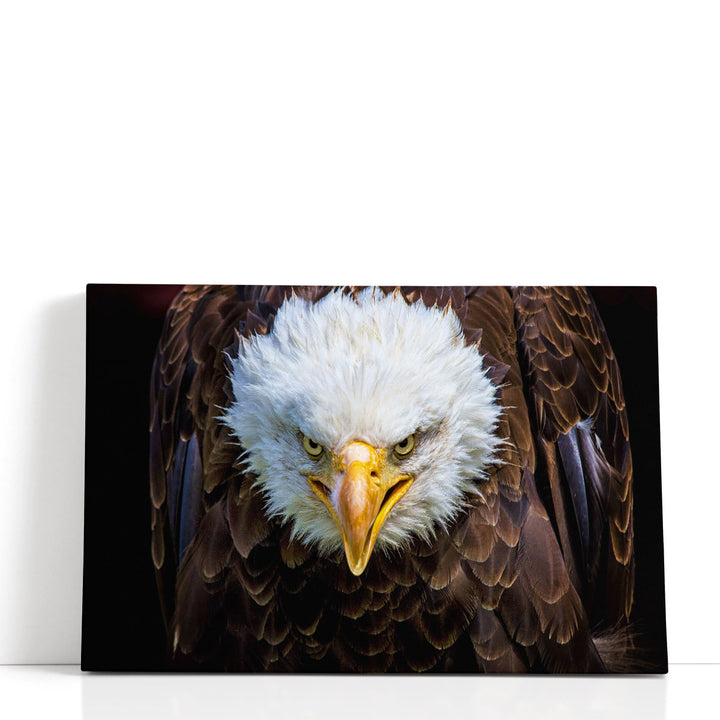An Angry American Eagle on Black Background - Canvas Print Wall Art