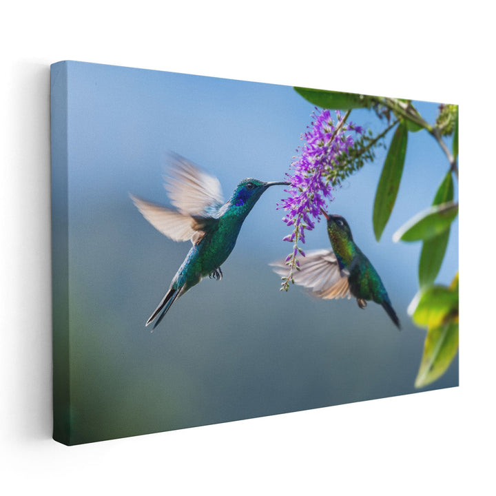 Green Hermit a Rare Hummingbird - Canvas Print Wall Art