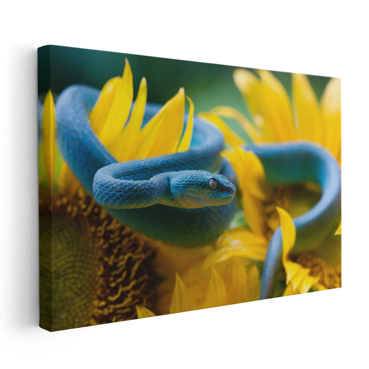 Blue Viper Snake On Sunflower - Canvas Print Wall Art