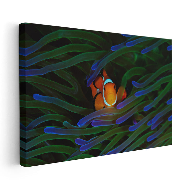 A Cute Orange Clownfish Isolated - Canvas Print Wall Art