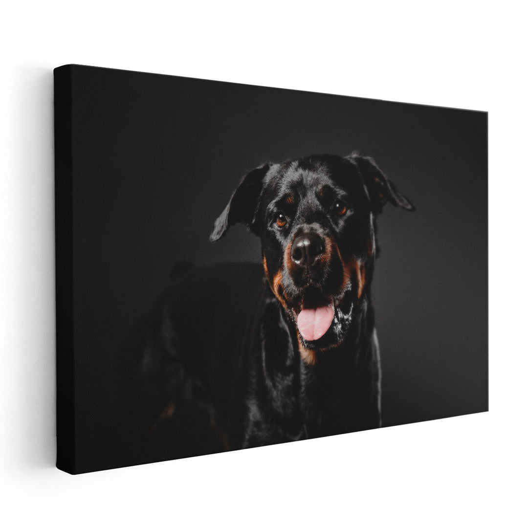 Rottweiler Dog on a Black Background - Canvas Print Wall Art