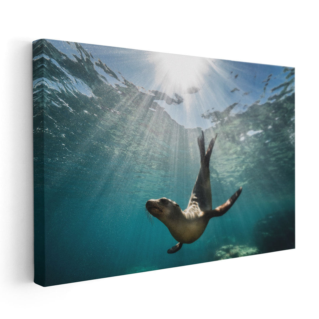 California Sea Lion Seal Enjoying The Sun Rays - Canvas Print Wall Art