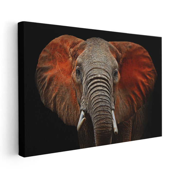 An African Elephant With Black Background - Canvas Print Wall Art