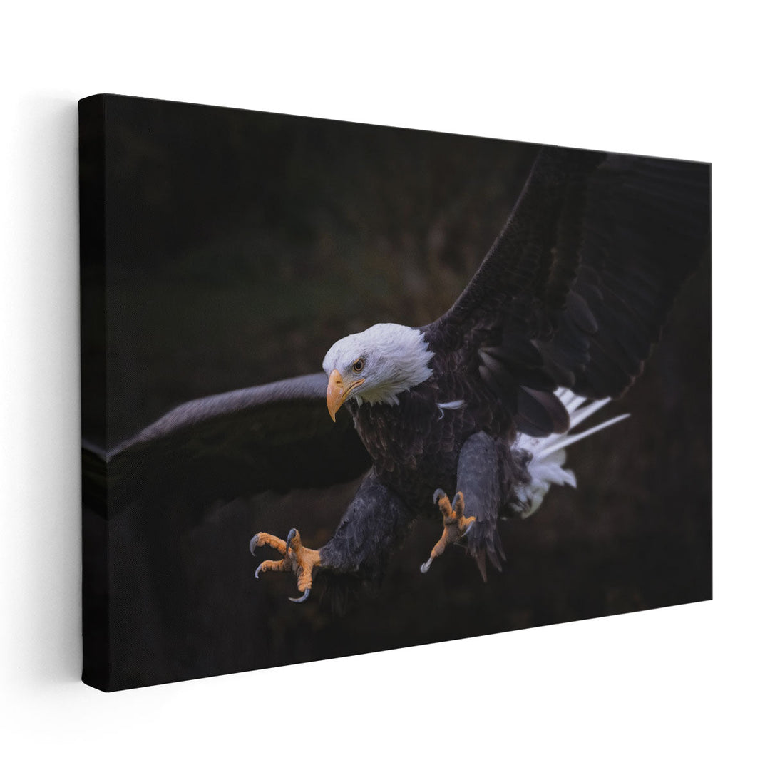 An Eagle Setting for Landing - Canvas Print Wall Art