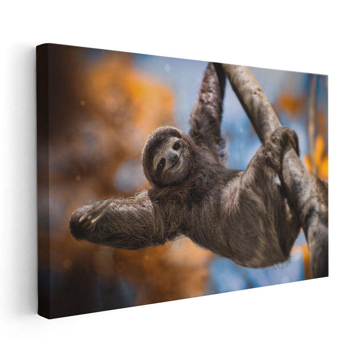 A Happy Sloth in Costa Rica - Canvas Print Wall Art