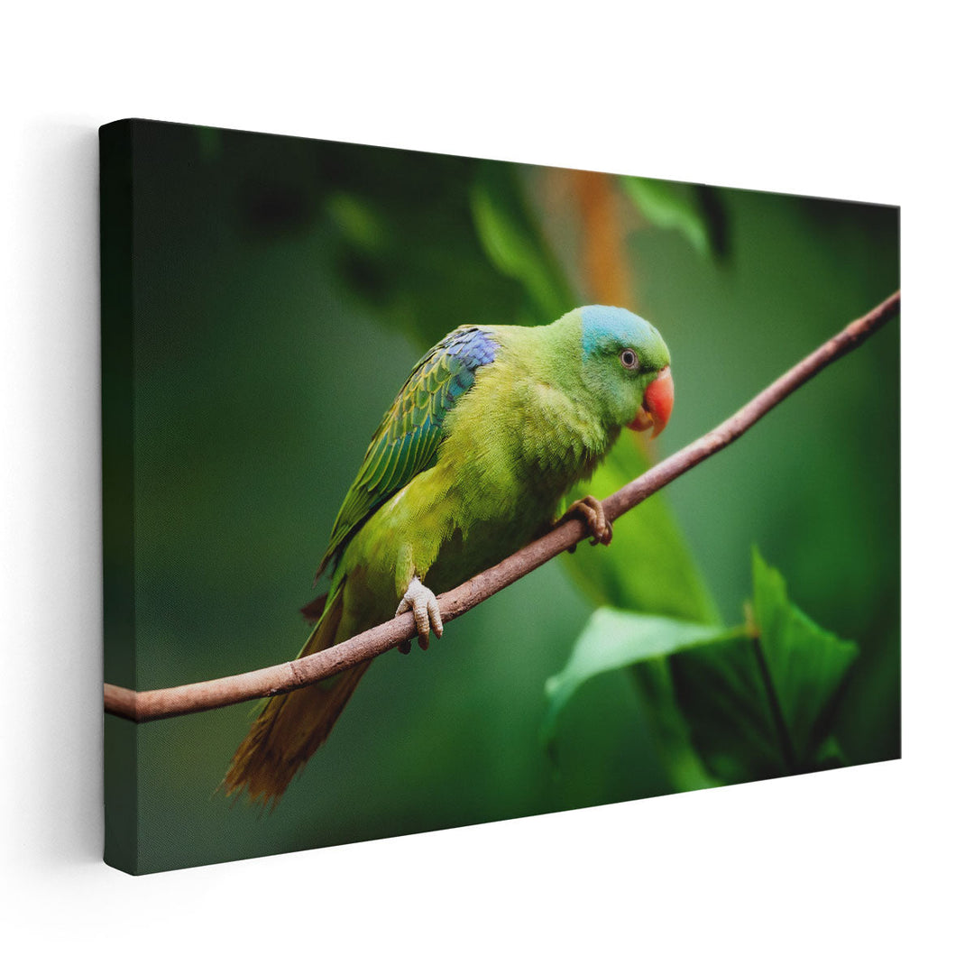 Blue-Naped Parrot, Tanygnathus Lucionensis Closeup - Canvas Print Wall Art