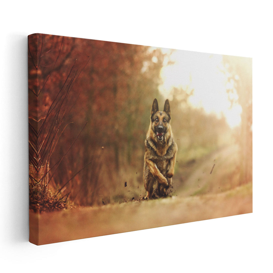 Young German Shepherd Dog Running in Sunset Nature - Canvas Print Wall Art