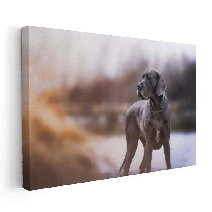 An Amazing Closeup of A Blue Great Dane - Canvas Print Wall Art