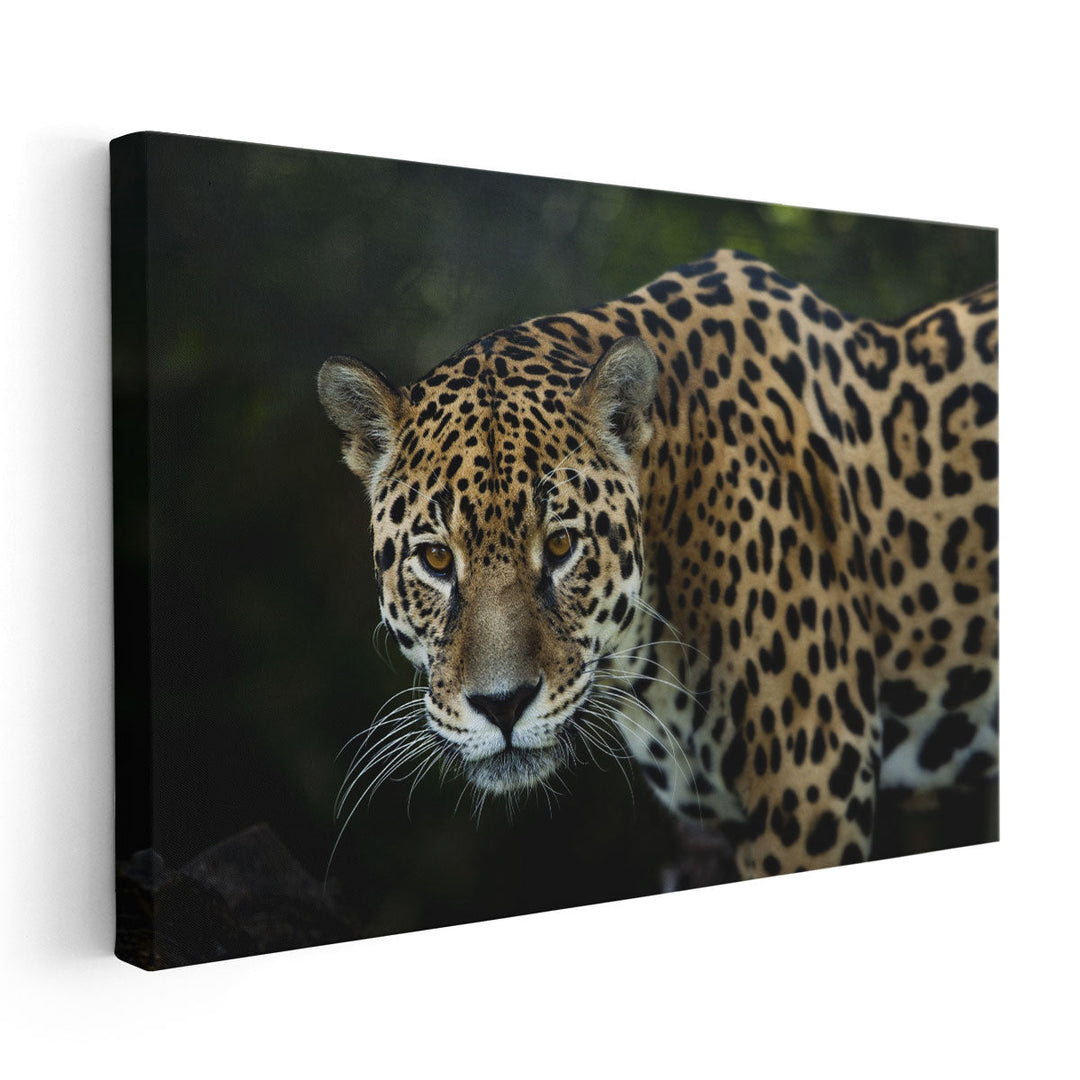 An Isolated Leopard's Closeup - Canvas Print Wall Art