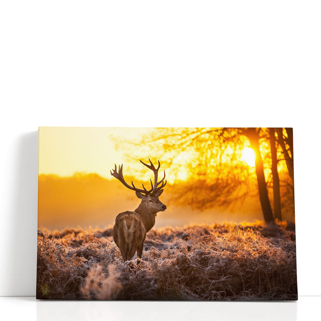 Red Deer Stag in Forest During Sunrise - Canvas Print Wall Art