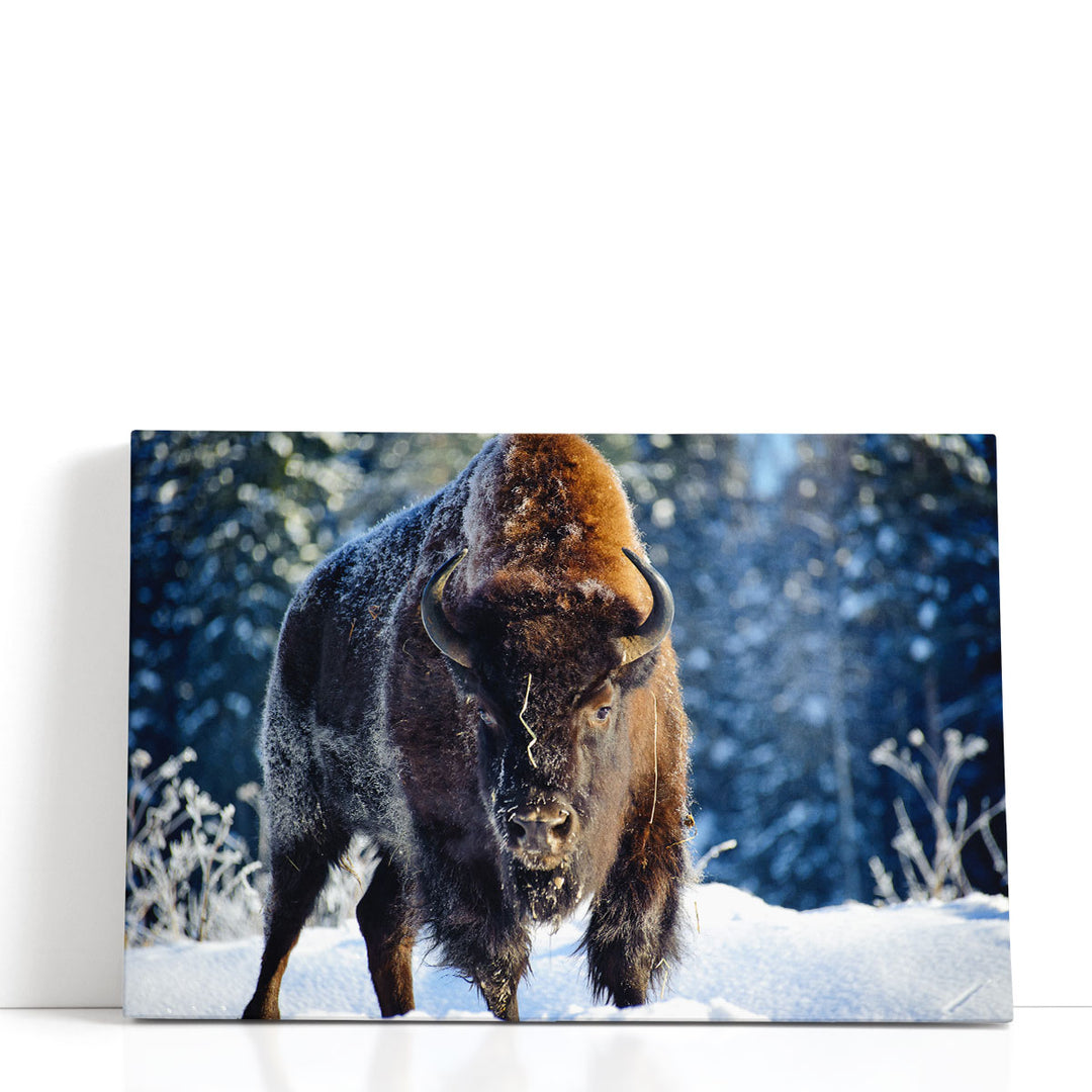 Aurochs, Bison in the Wild in Winter - Canvas Print Wall Art